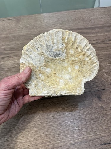 Gros coquillage fossile - coquillage, france