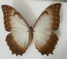 Morpho Theseus Theseus f