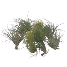 Plante aérienne - Set de 12 -
