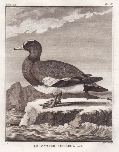 Poule eurasie canard - poule, wigeon