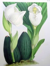 John Nugent Fitch ORIGINAL