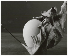 Nature morte vintage print,  Tirage argentique d'époque  20x25  Circa 1980