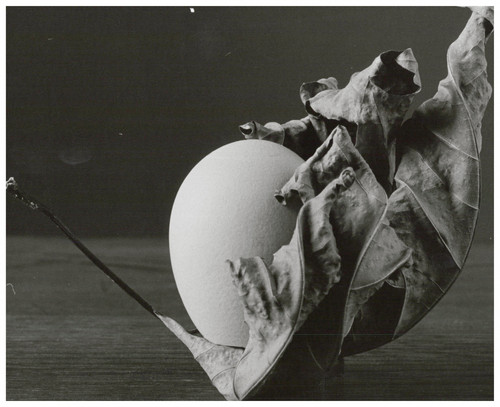 Nature morte vintage - , print
