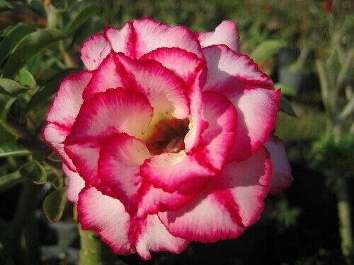 Graines adenium obesum - graines, d'adenium