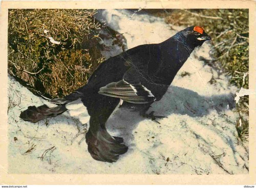 Carte postale animaux - carte,
