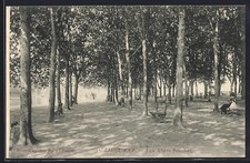 CPA Libourne, Les Allées Souchet sous les arbres majestueux 