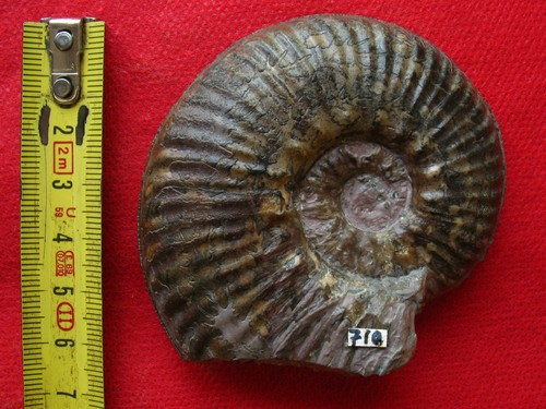 Ammonite toarcien - toarcien,