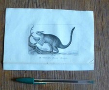  Gravure animalière   XIX° -