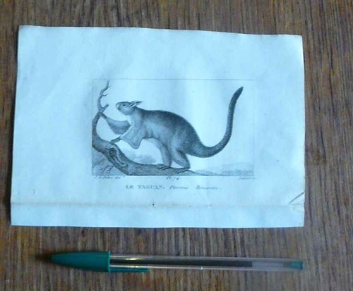 Gravure animalière xix - ,