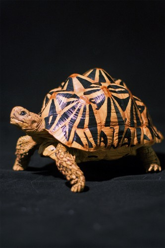 Bowuzhi geochelone elegans - bowuzhi,