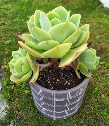 Echeveria peach pride avec - echeveria, pride,