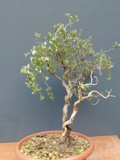 Bonsaï de ransard sauvage 50