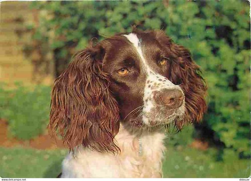 Carte postale animaux - animaux,