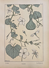 Eugène GRASSET : Courge