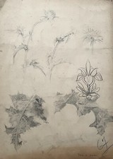 Etude de Chardon, Dessin