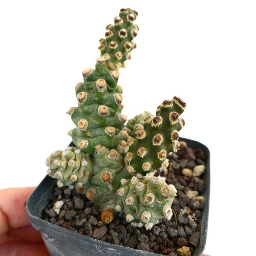 Tephrocactus molinensis - ,