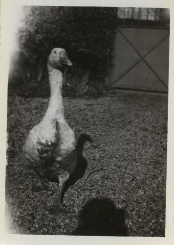 Photo ancienne vintage - photo,