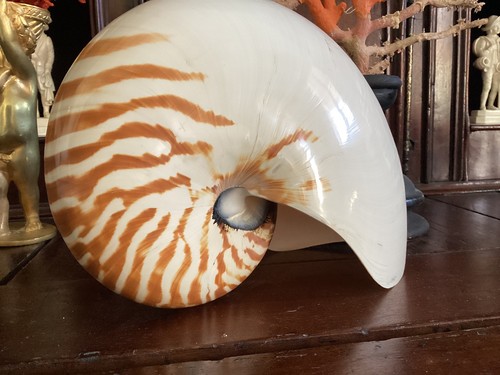 Très gros coquillage nautile - coquillage,