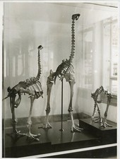 PHOTO photographie, curiosité squelette sciences naturelles musée