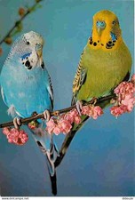 Animaux - Oiseaux - Perruches ondulées - Parc Ornithologique de Villars les Domb