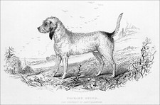 CHIEN de CHASSE à COURRE du