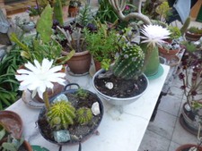 Lactes fleurs blanches + verveine séchées de mon jardin