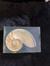 Belle Inclusion De Nautile Slt