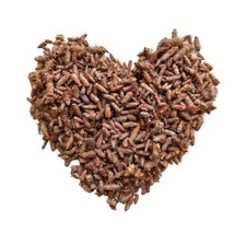 Tisane Bourgeon de PIN extra  ENTIER Pinus sylvestris.