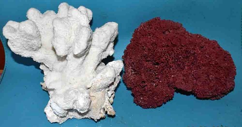 Coral corail 2 blocs de - blocs,