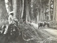Japon route sacrée vers - sacrée,