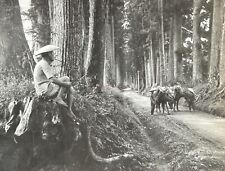 JAPON La route sacrée vers Nikko 1904 Photo Stereo Vintage Argentique