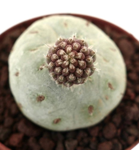 Tephrocactus geometricus two - tephrocactus,