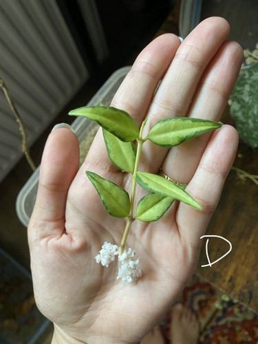Hoya bella lida buis - , d