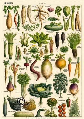 Photo légumes anciens - photo,
