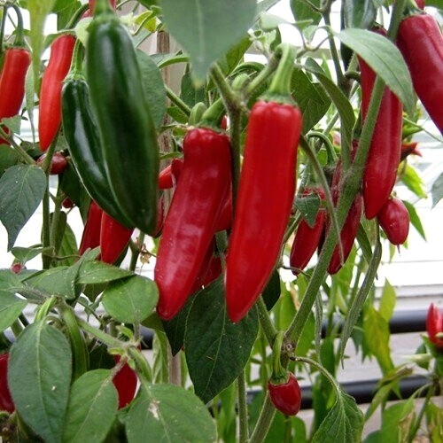 Lot graines de piment - lot,