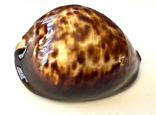 Rare cypraea thersites zoila -  cypraea,