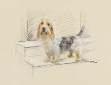 Petit Basset Griffon Vendeen