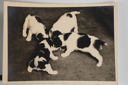 Photo argentique france - photo, chiots