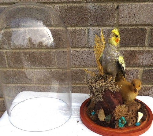 Taxidermy