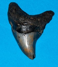 2.4 inch Parotodus Benedeni