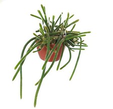 Aporocactus flagelliformis CLUSTER | Rat's tail cactus | Whip cactus - Cactus qu