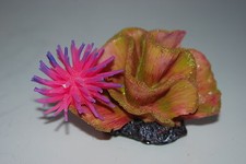 Aquarium Corail + Anémone