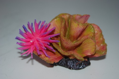 Aquarium corail anémone - corail, +