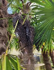 Lot De 400 Graines De Trachycarpus Green Princeps