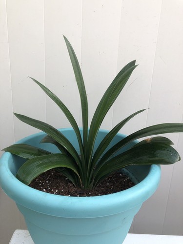 Clivia miniata bush lily - clivia,