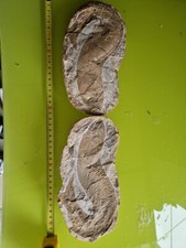 Vinctifer Comptoni Fish 40 CM