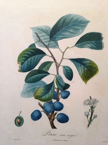 Poiteau pomologie - la,