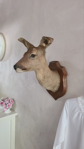 Taxidermie tete chevreuil - taxidermie,