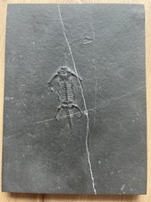 Véritable Reptile marin-Fossil de Keichousaurus