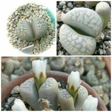 10 Graines LITHOPS marmorata